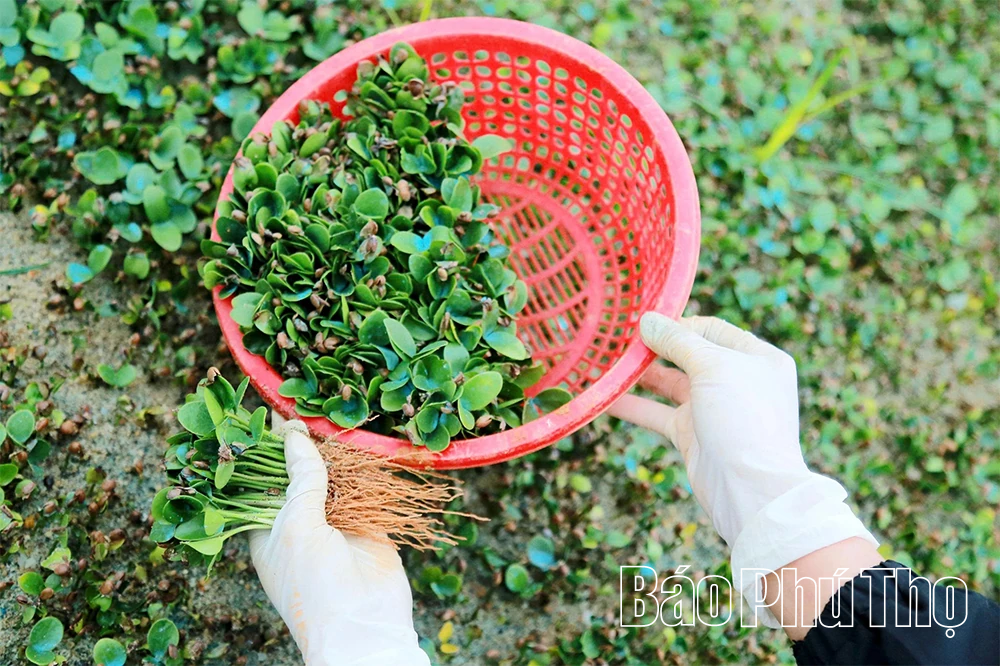 “Đánh thức” mầm xanh