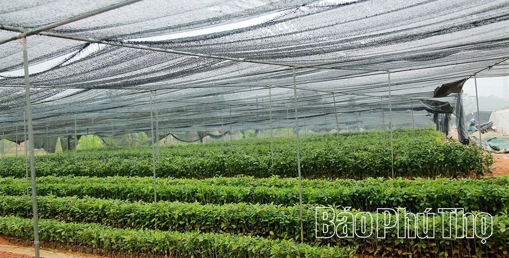 “Đánh thức” mầm xanh