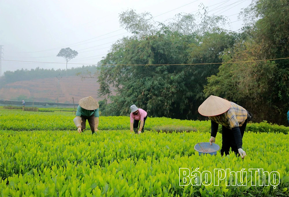 “Đánh thức” mầm xanh