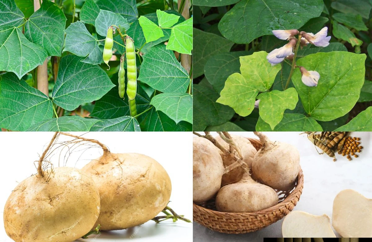 Củ đậu rất tốt nhưng có bộ phận là “thuốc độc”: Bạn đã biết chưa?