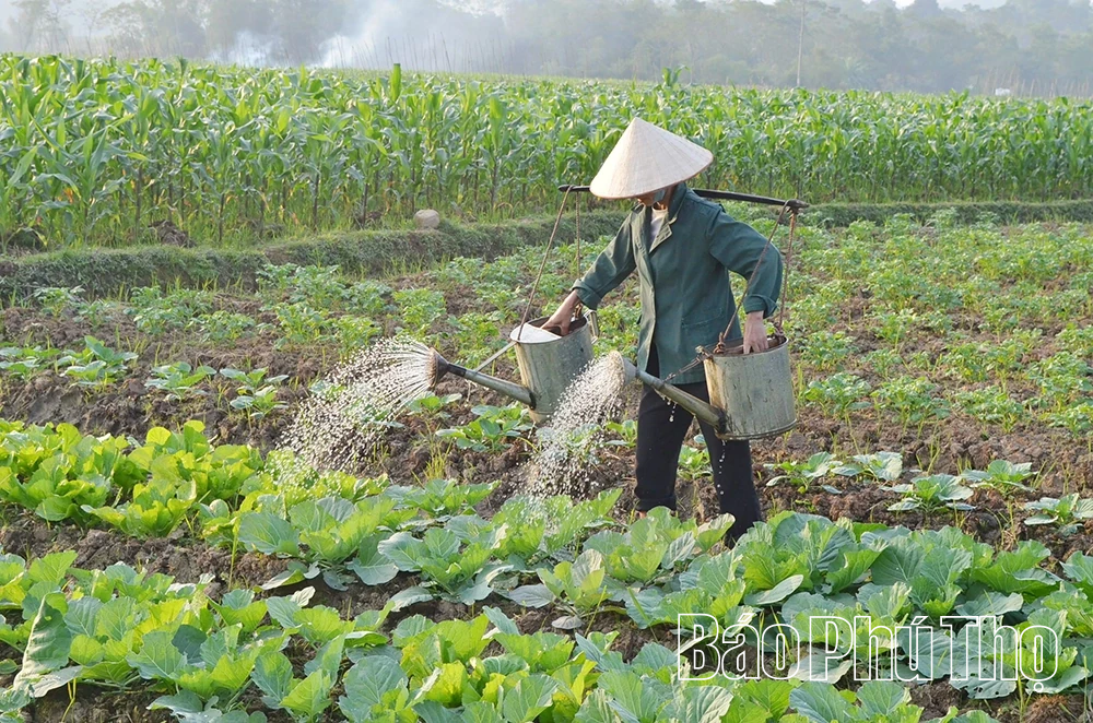 Hiệu quả từ chuyển đổi cơ cấu cây trồng trên đất lúa