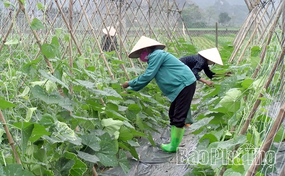 Hiệu quả từ chuyển đổi cơ cấu cây trồng trên đất lúa