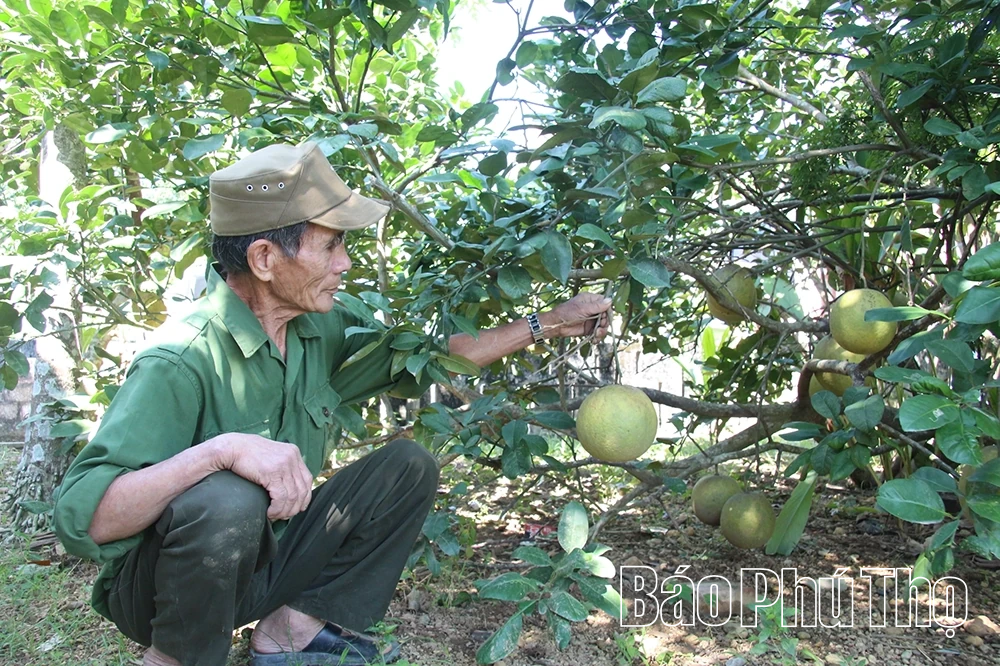 Hiệu quả từ chuyển đổi cơ cấu cây trồng trên đất lúa