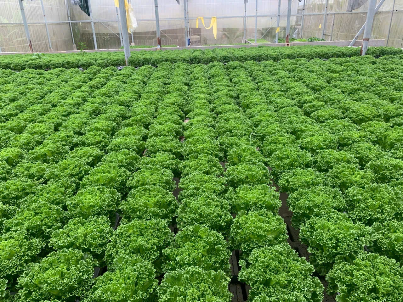 Giá cả thị trường ngày 6/1/2026