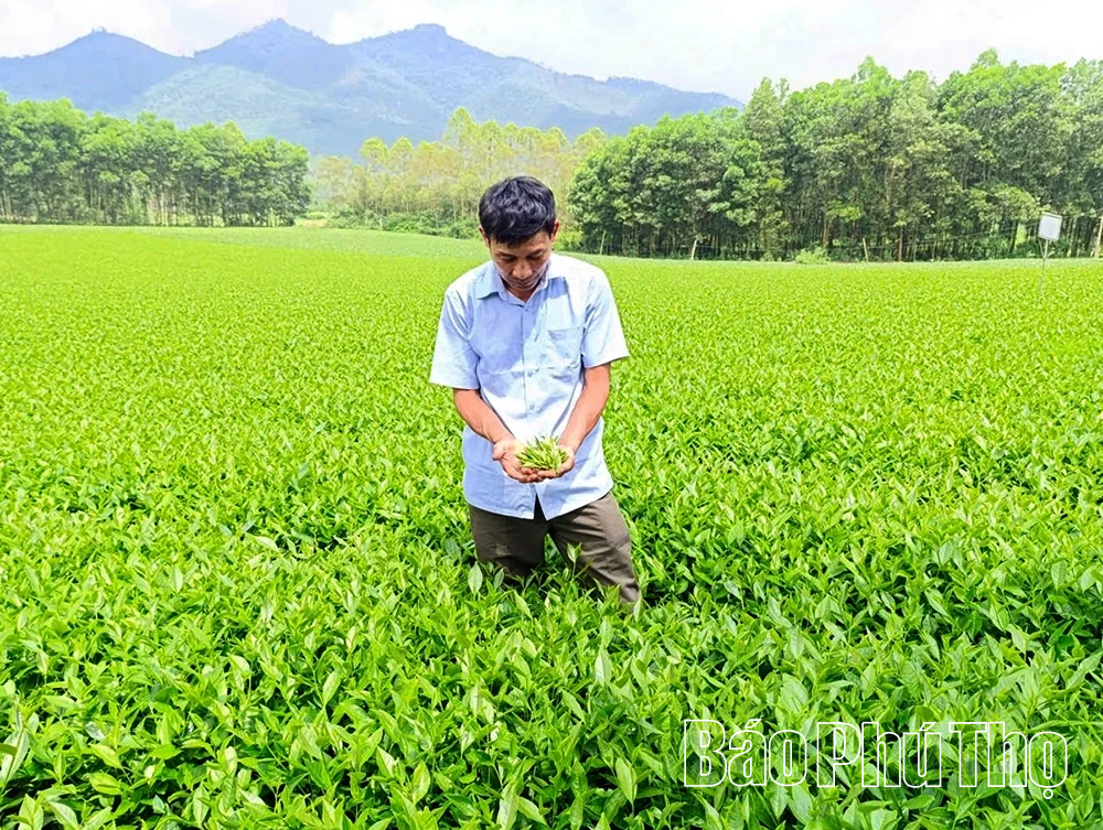 Halal - Thị trường tiềm năng cho chè Phú Thọ