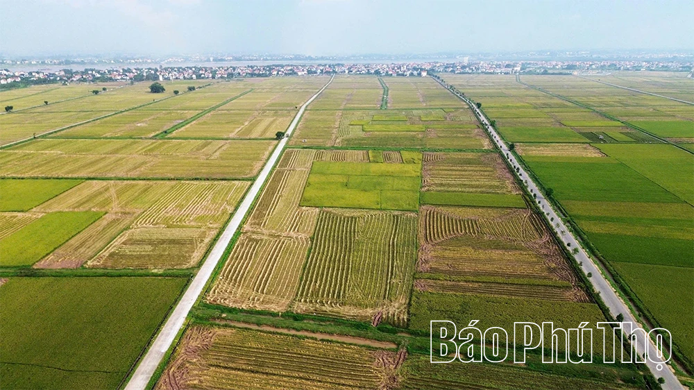 Nông nghiệp Phú Thọ: Vượt thiên tai, giữ đà tăng trưởng