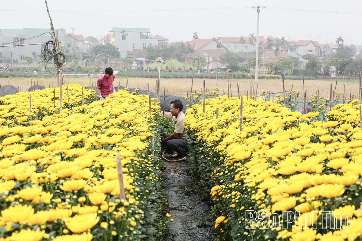 Làng hoa Nhân Vực hối hả vào mùa hoa Tết