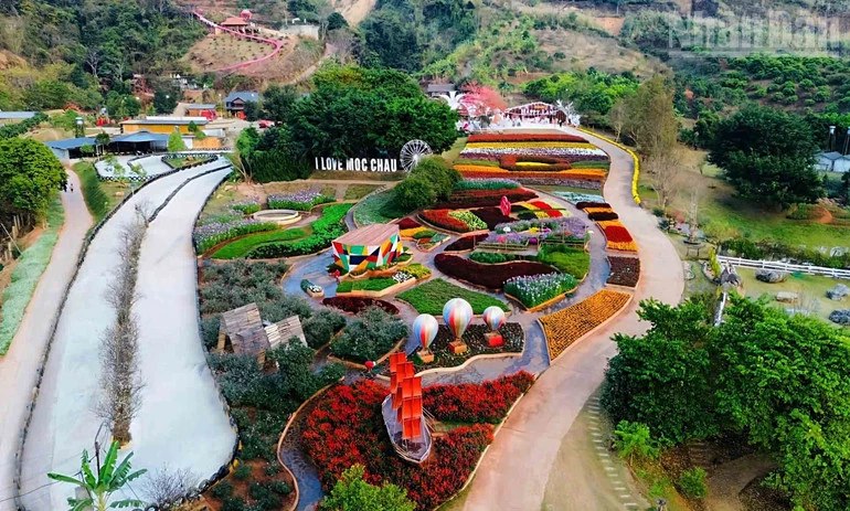 Hẹn ước mùa hoa trên cao nguyên Mộc Châu
