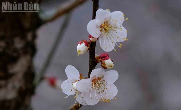 Hẹn ước mùa hoa trên cao nguyên Mộc Châu