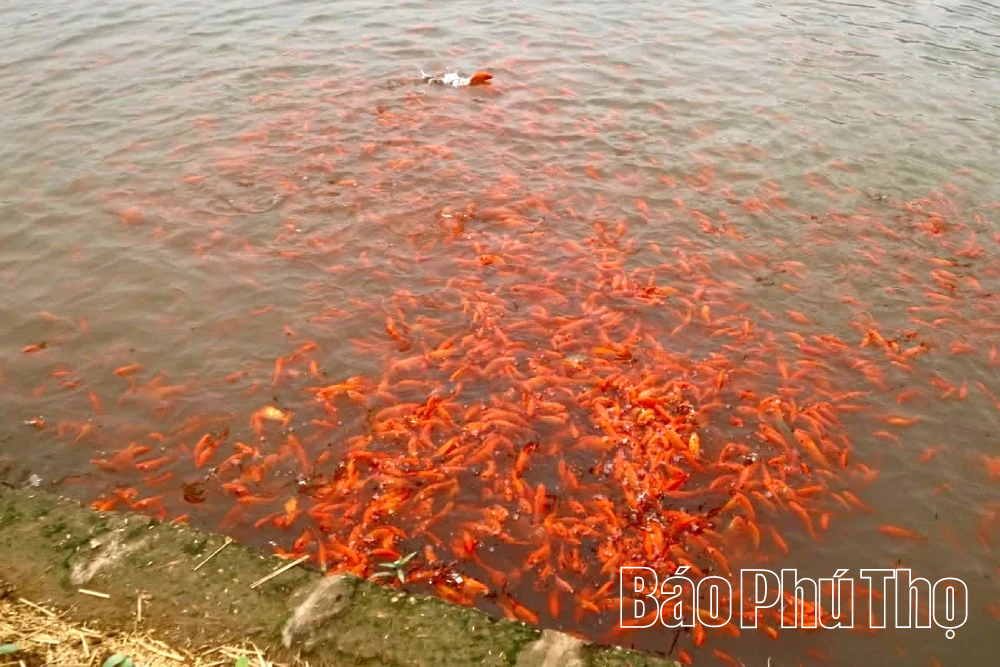 Rộn ràng mùa cá chép đỏ