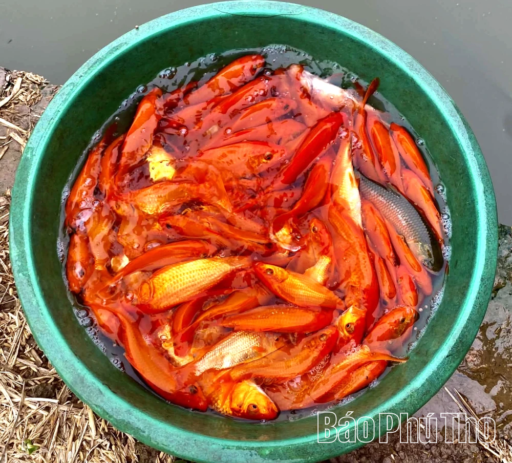 Rộn ràng mùa cá chép đỏ