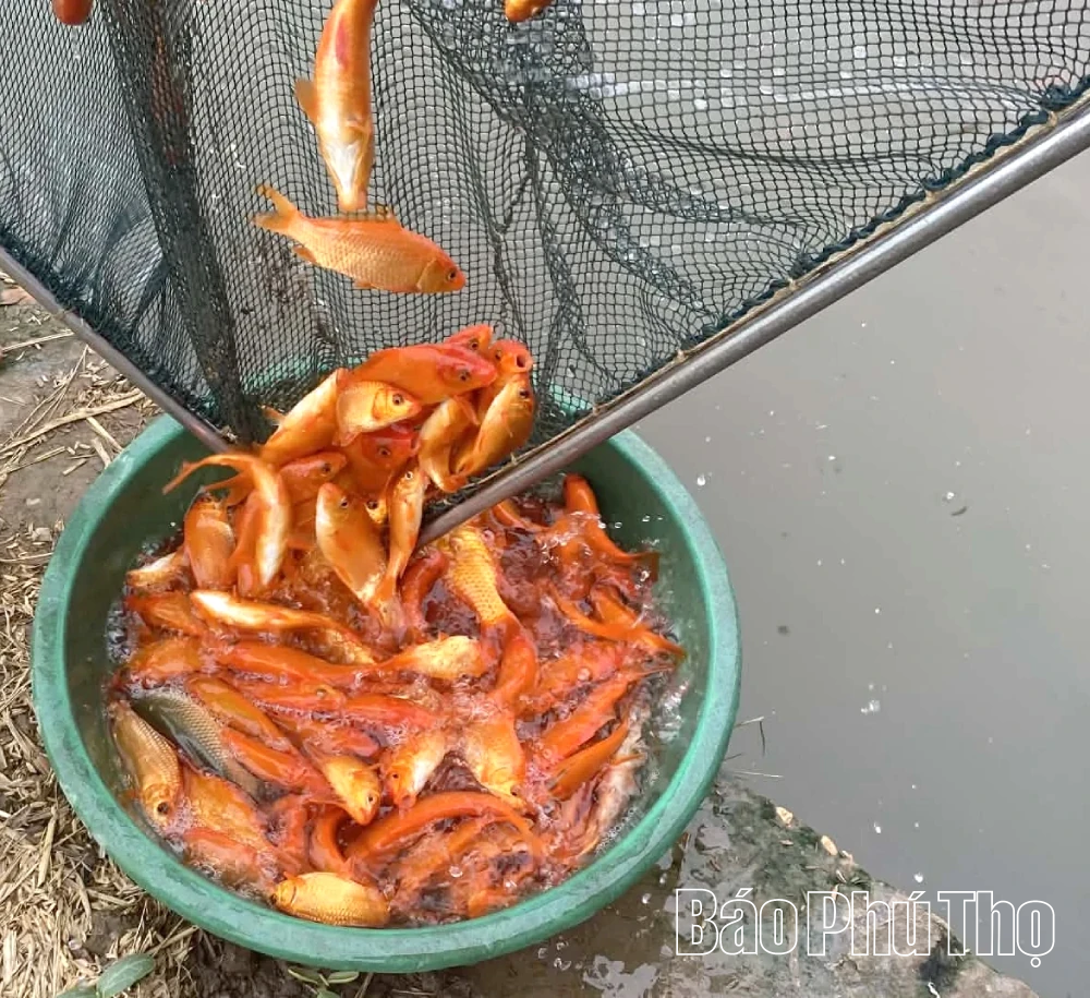 Rộn ràng mùa cá chép đỏ