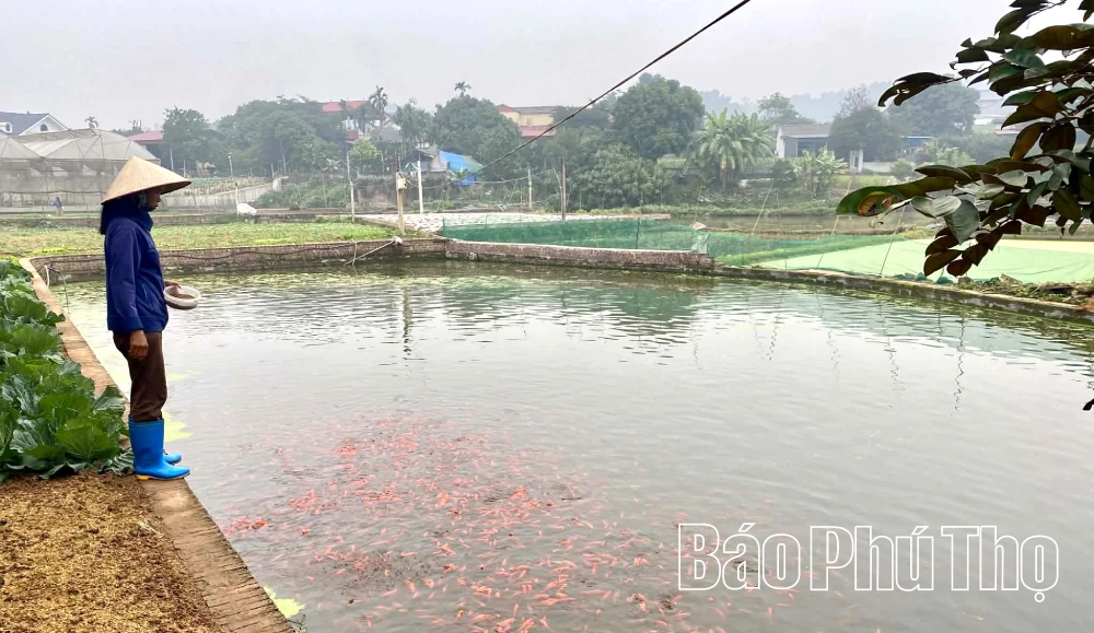 Rộn ràng mùa cá chép đỏ