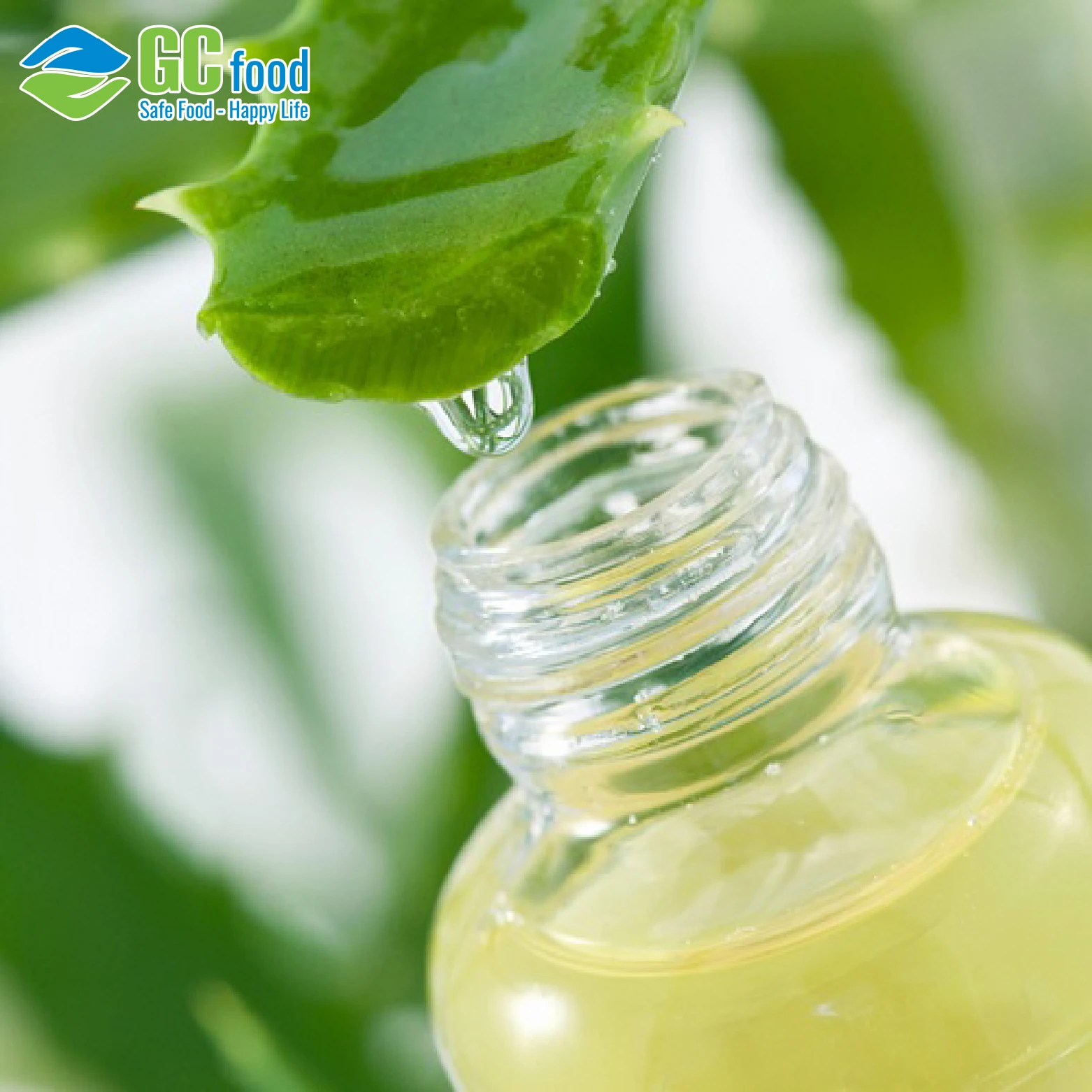 Gel lô hội là gì? Công dụng và cách làm nha đam đúng chuẩn tại nhà