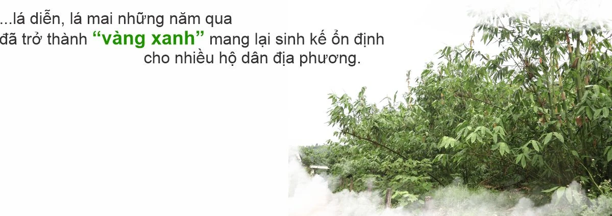 Mưu sinh từ lá