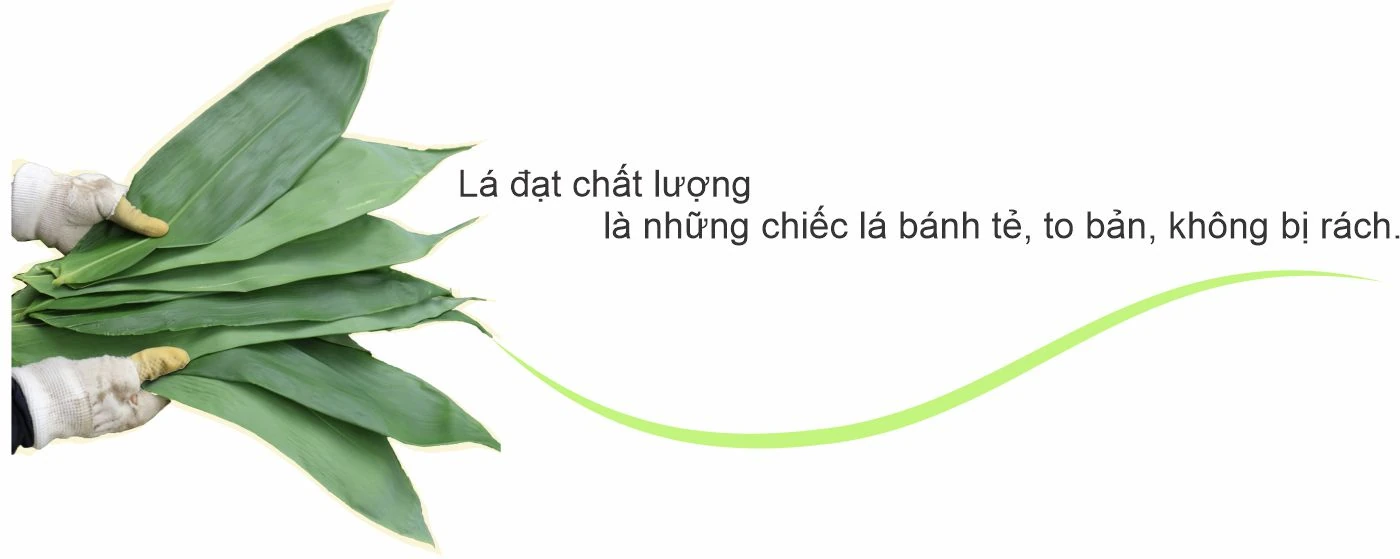 Mưu sinh từ lá