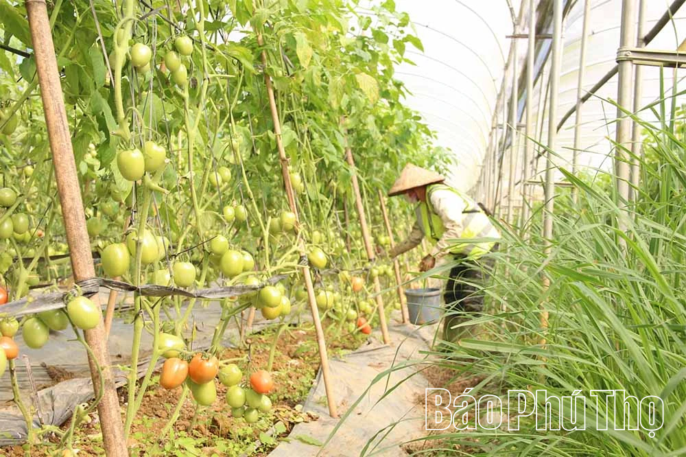 Đẩy mạnh chuyển đổi số, tạo đột phá cho nông nghiệp