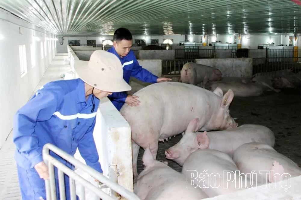 Niềm vui cuối năm