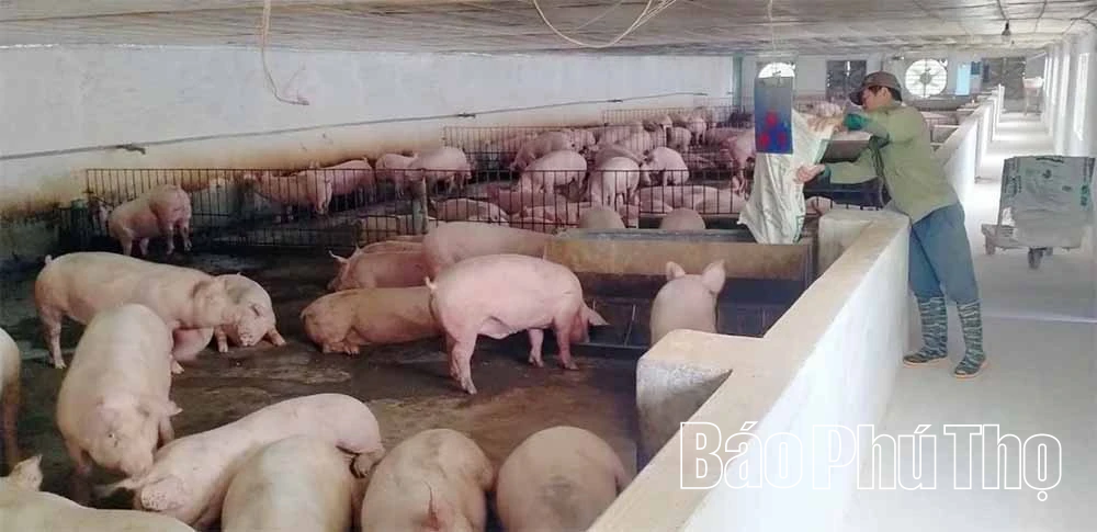 Niềm vui cuối năm