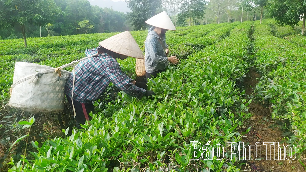 Phát triển cây chè ở Văn Miếu