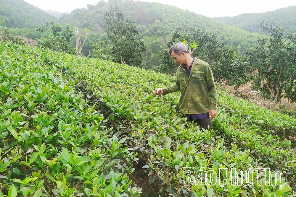 Phát triển cây chè ở Văn Miếu