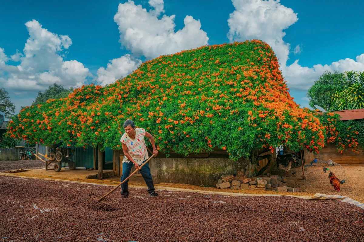 Ngôi nhà phủ kín hoa như cổ tích ở Bảo Lộc