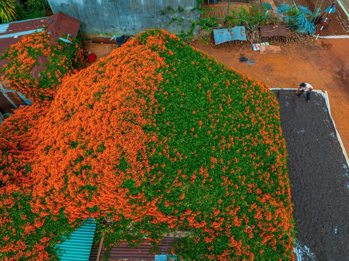 Ngôi nhà phủ kín hoa như cổ tích ở Bảo Lộc