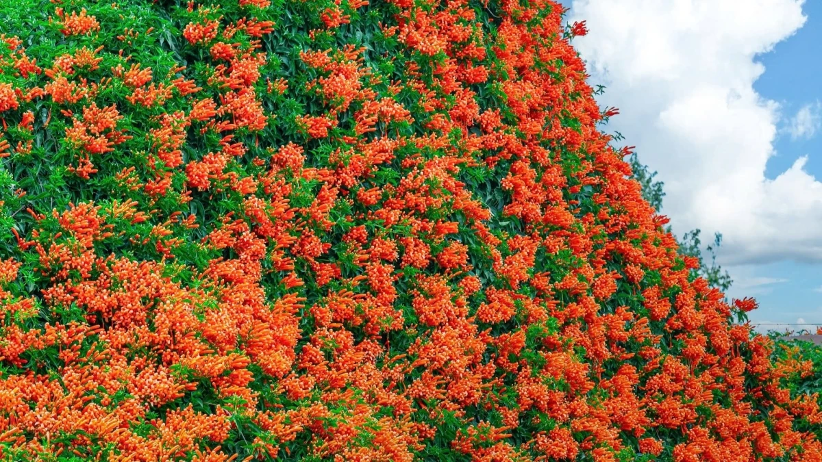 Ngôi nhà phủ kín hoa như cổ tích ở Bảo Lộc