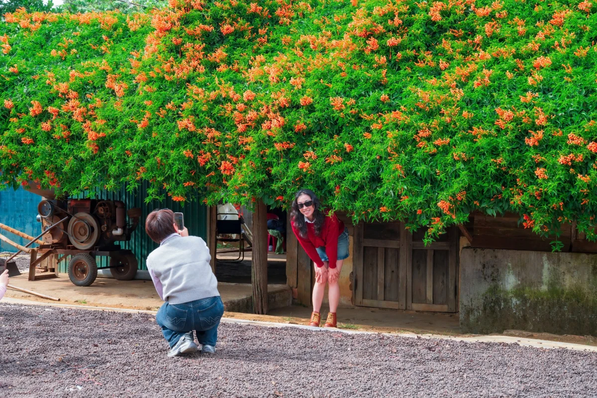 Ngôi nhà phủ kín hoa như cổ tích ở Bảo Lộc