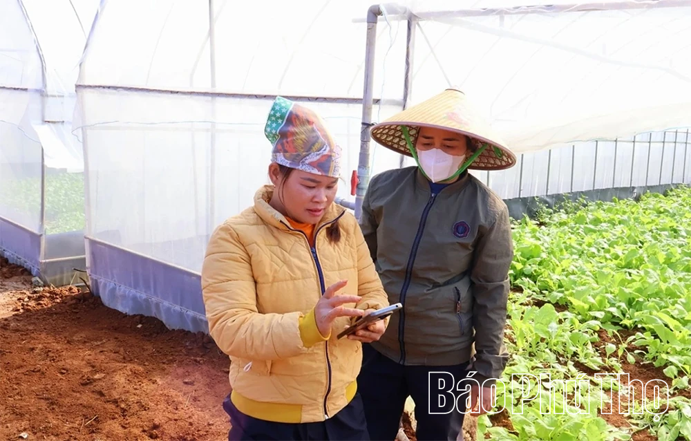 Mô hình rau VietGAP ứng dụng công nghệ số: Bước đi mới của nông nghiệp ở xã Đà Bắc