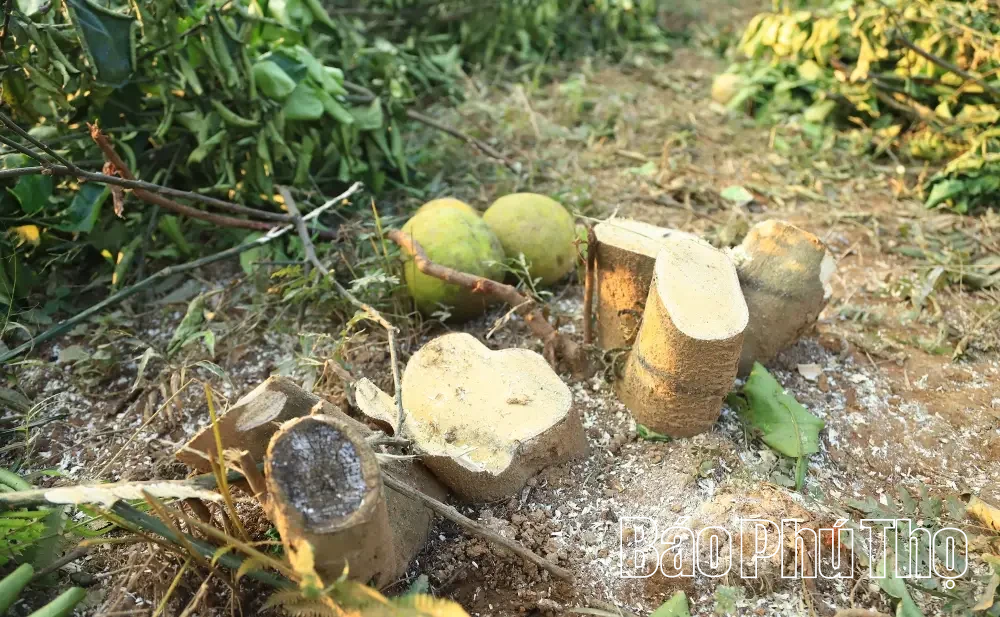 Bưởi đỏ Tân Lạc rớt giá