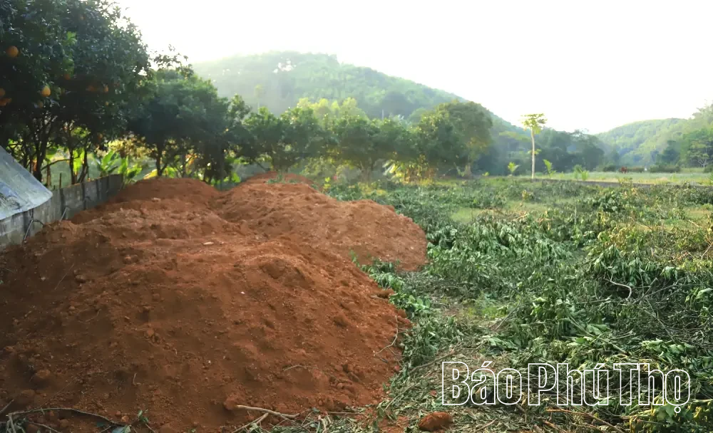 Bưởi đỏ Tân Lạc rớt giá