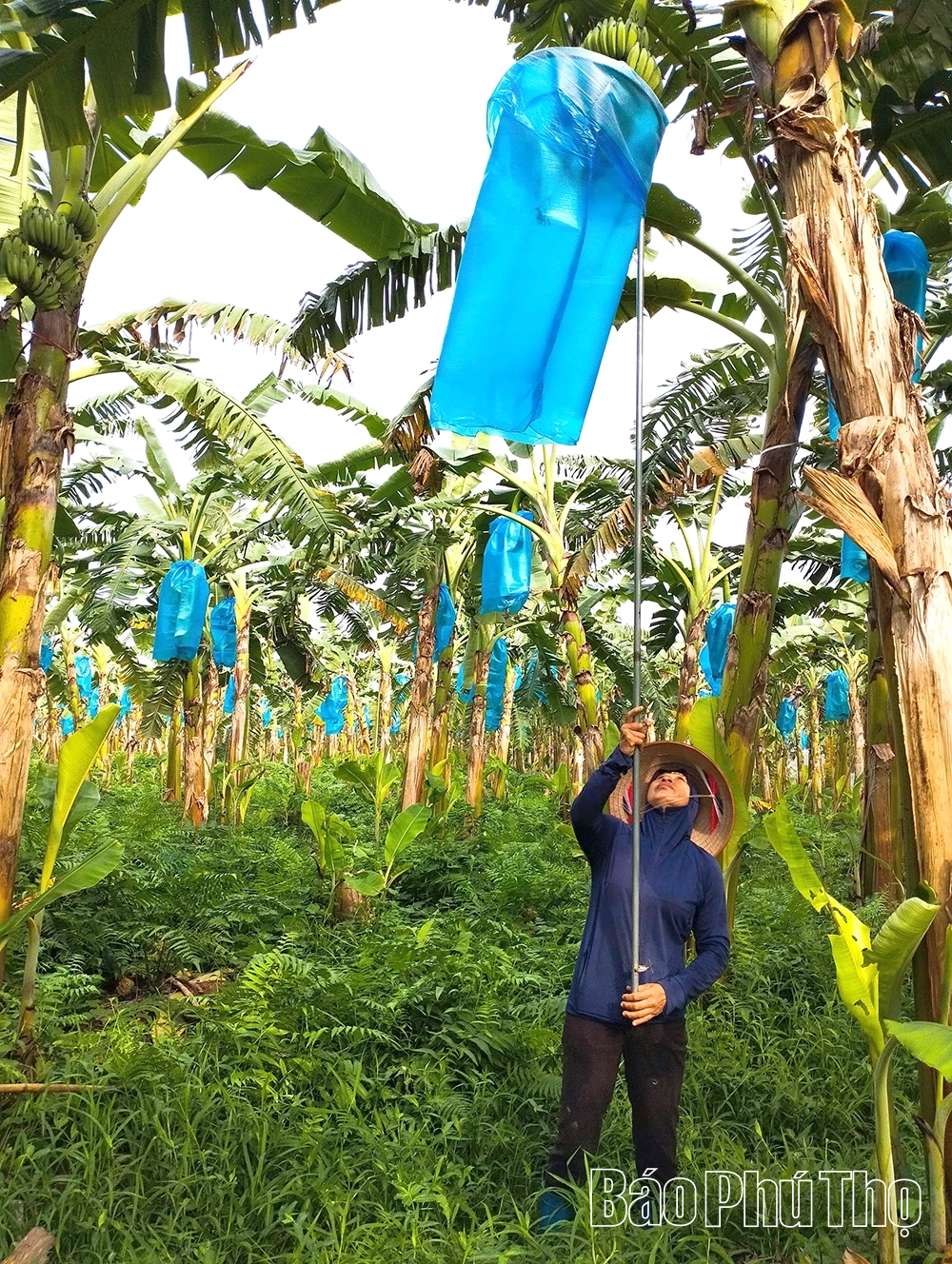 Tăng giá trị xuất khẩu cho loại cây trồng quen thuộc