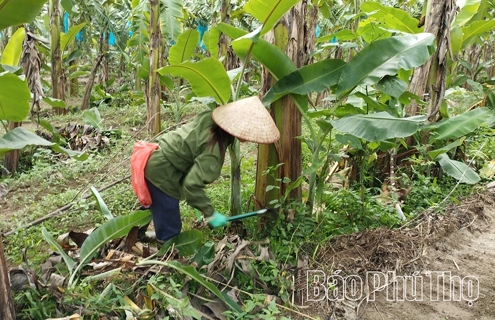 Tăng giá trị xuất khẩu cho loại cây trồng quen thuộc