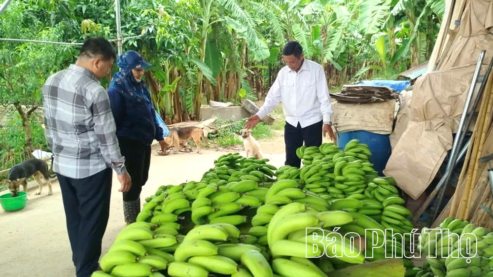 Tăng giá trị xuất khẩu cho loại cây trồng quen thuộc