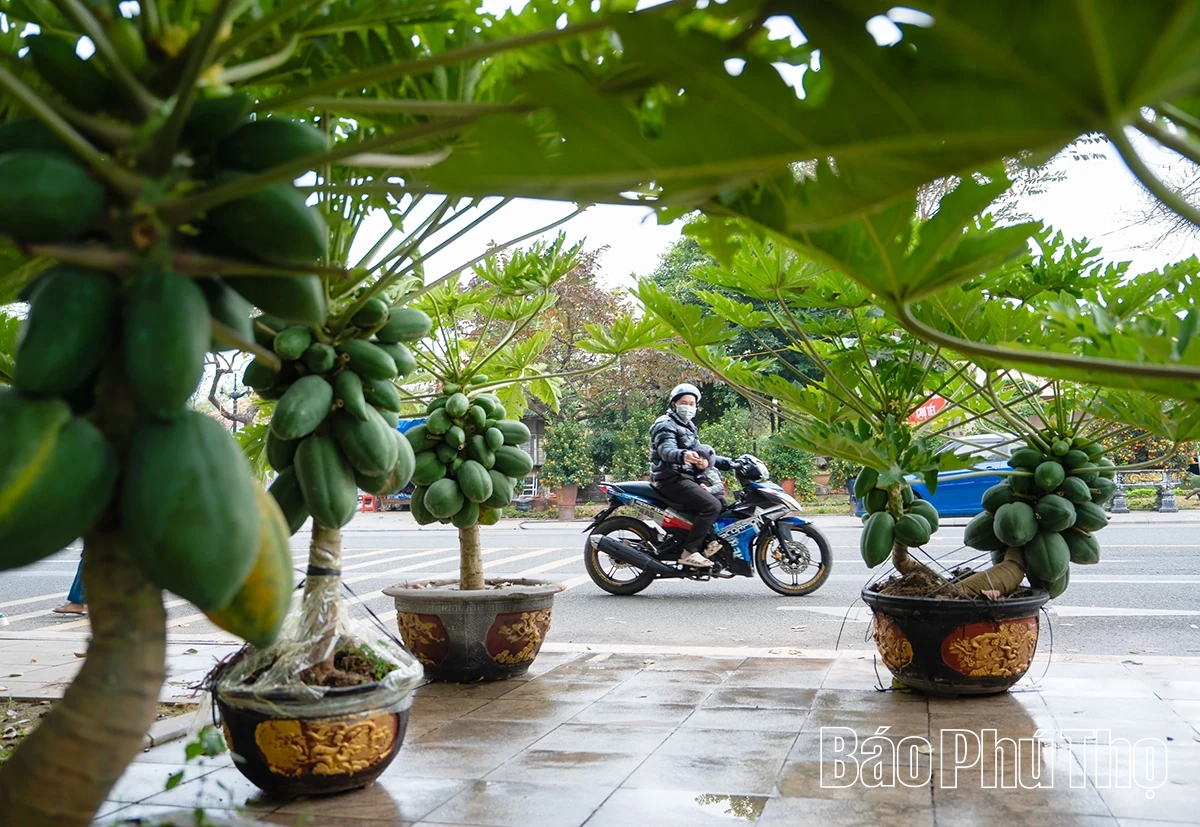 Rộn ràng thị trường hoa Tết