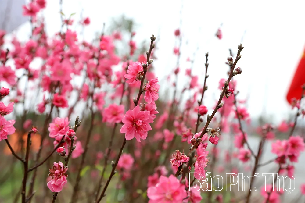 Làng hoa vào vụ Tết