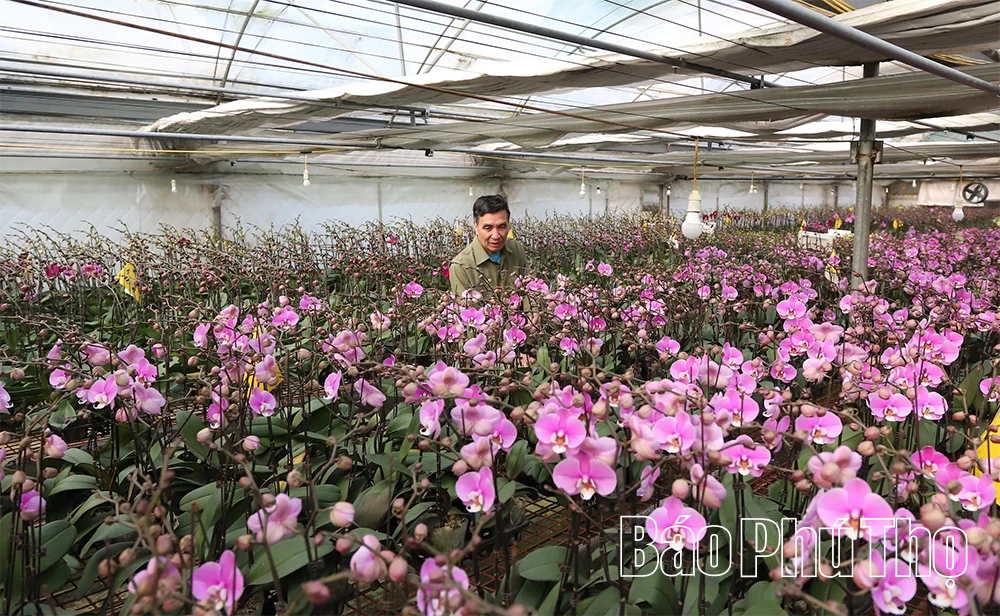 Làng hoa vào vụ Tết