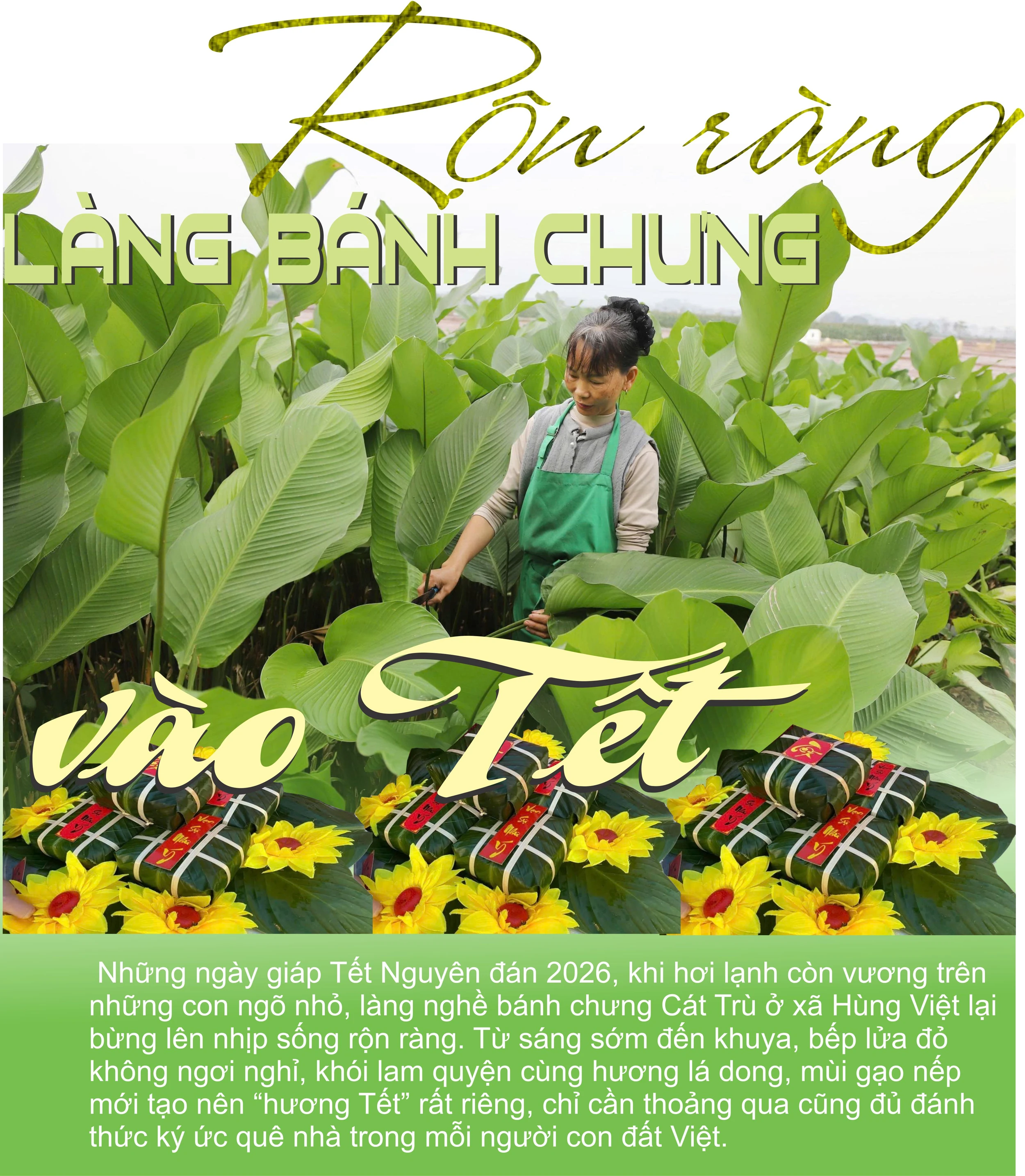 Rộn ràng làng bánh chưng vào Tết