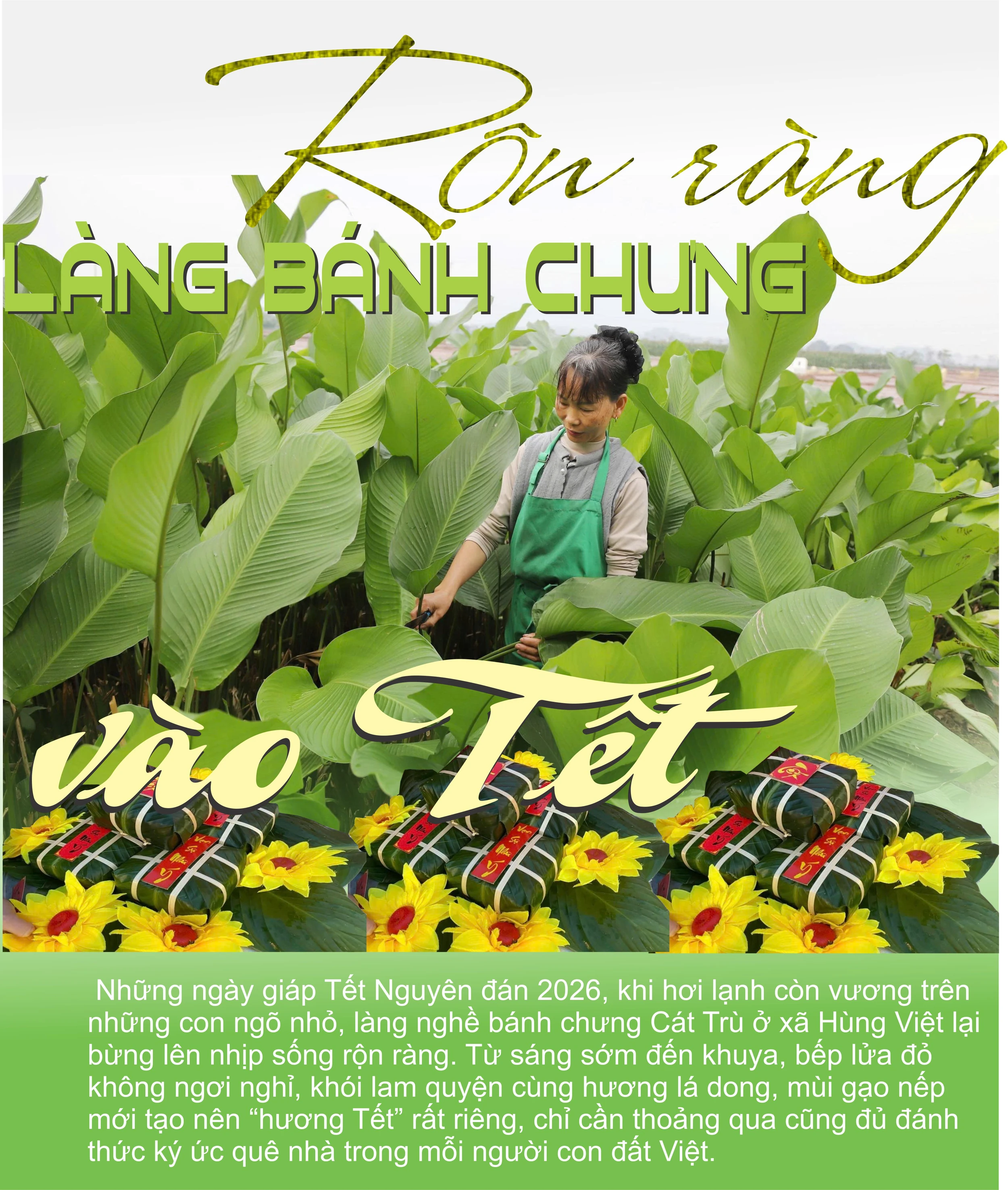 Rộn ràng làng bánh chưng vào Tết