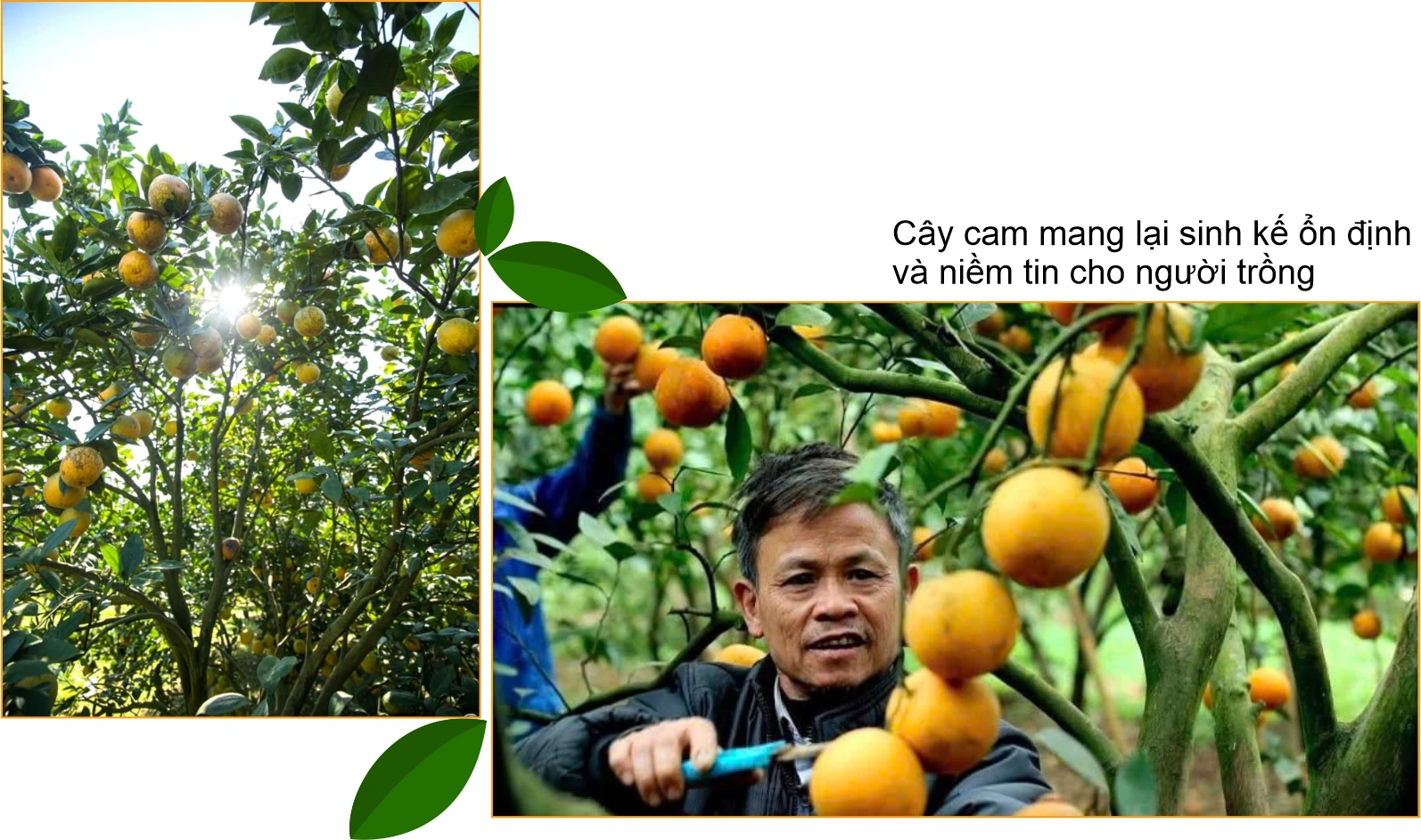 Vị ngọt vùng đất gió