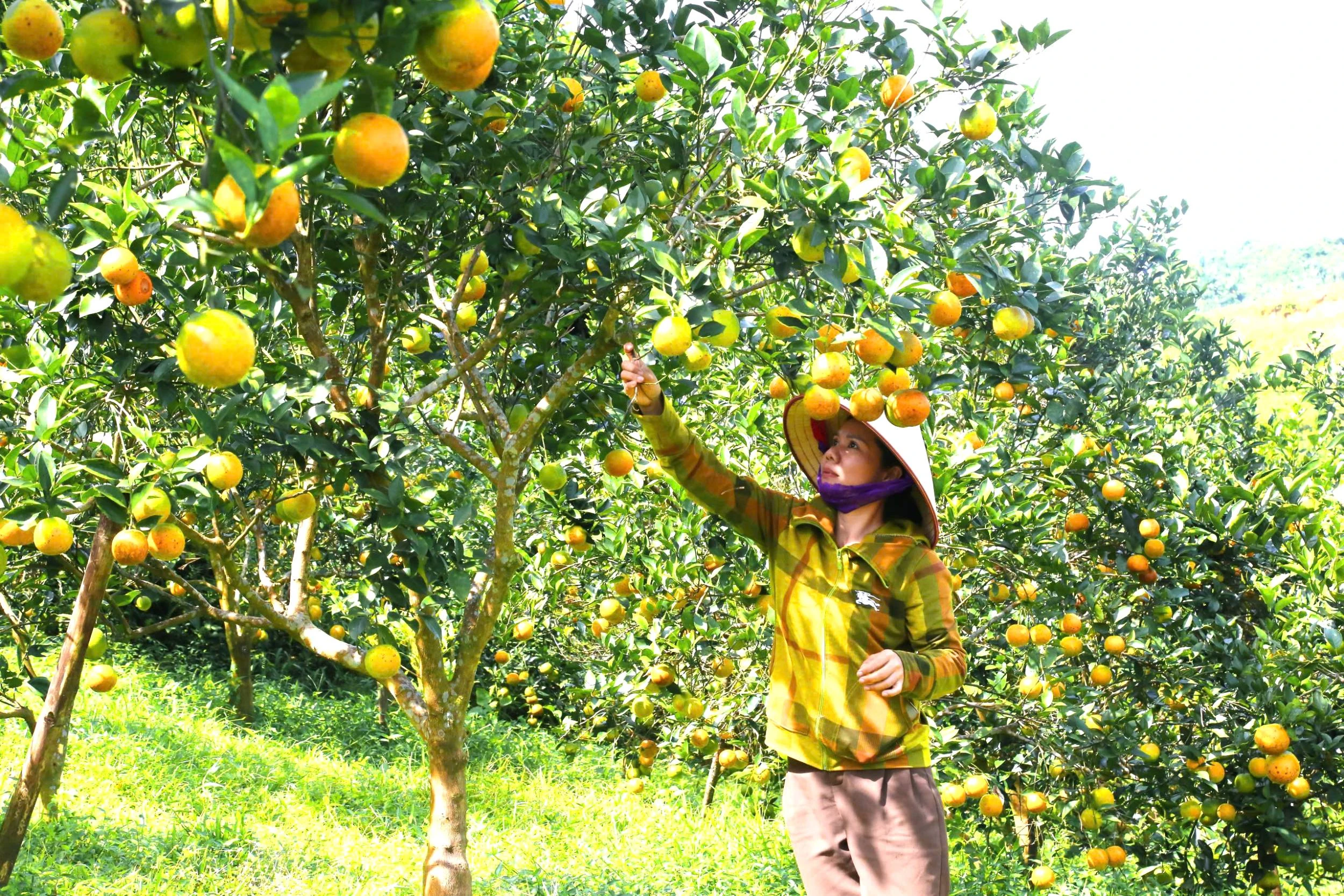 Vị ngọt vùng đất gió