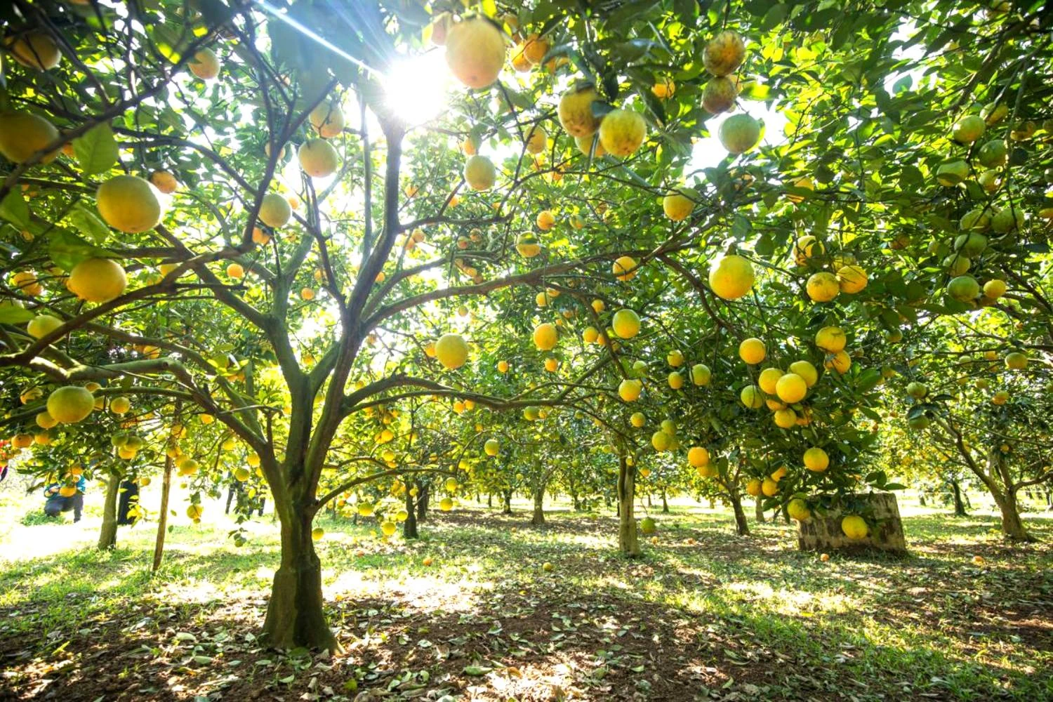 Vị ngọt vùng đất gió