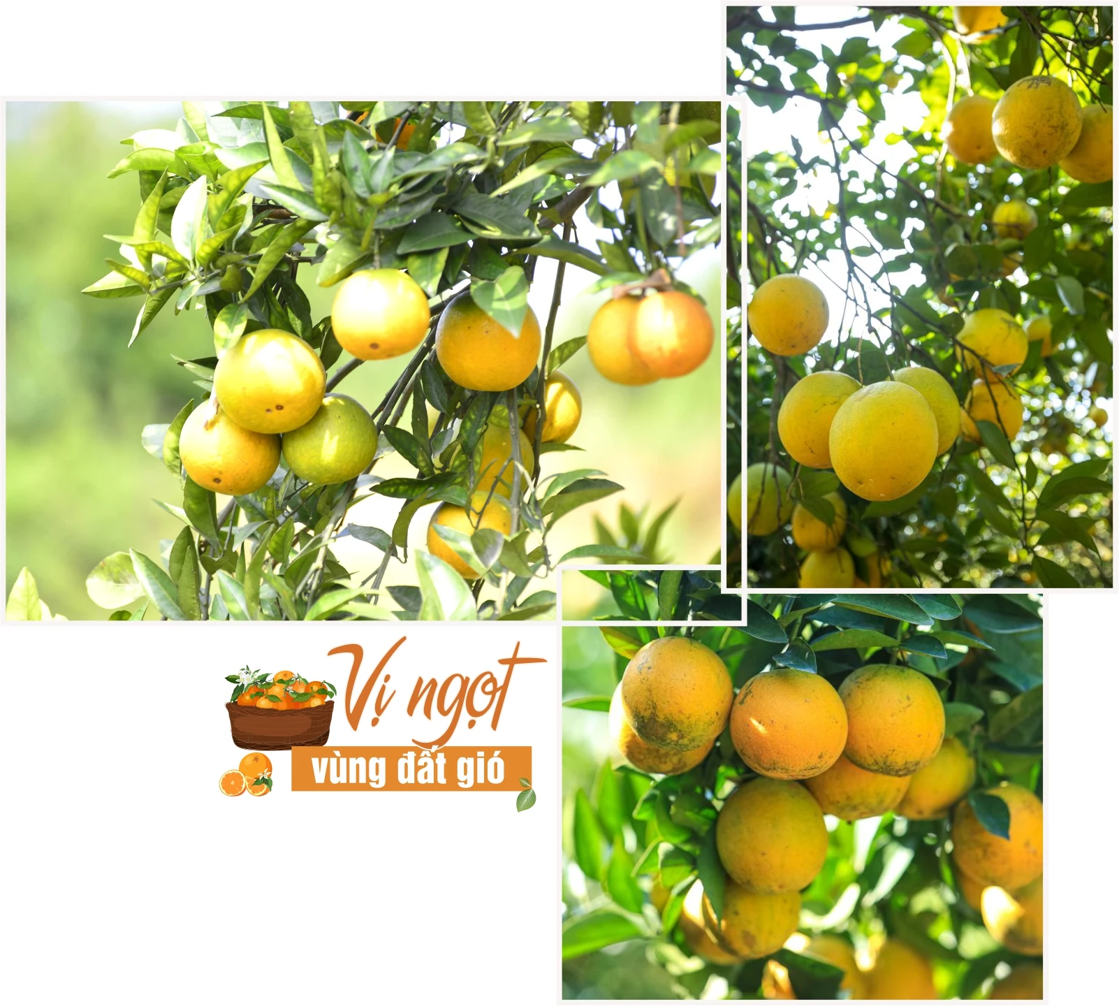 Vị ngọt vùng đất gió