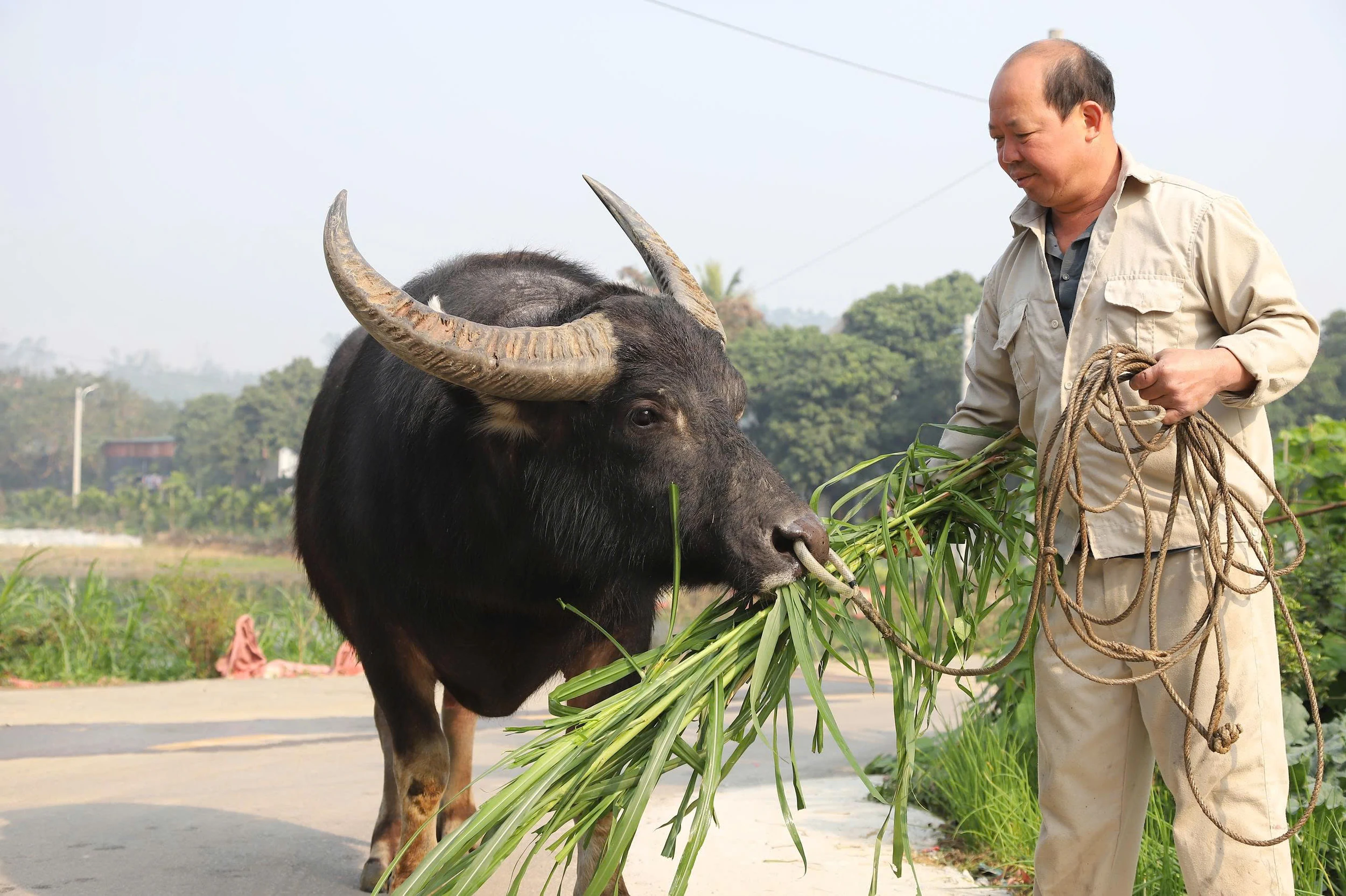 Nghề nuôi trâu chọi ở Hải Lựu
