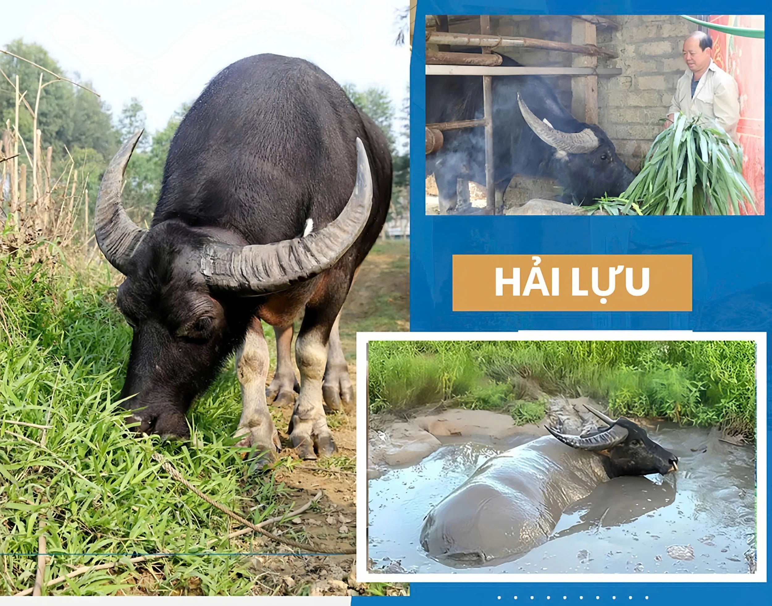 Nghề nuôi trâu chọi ở Hải Lựu