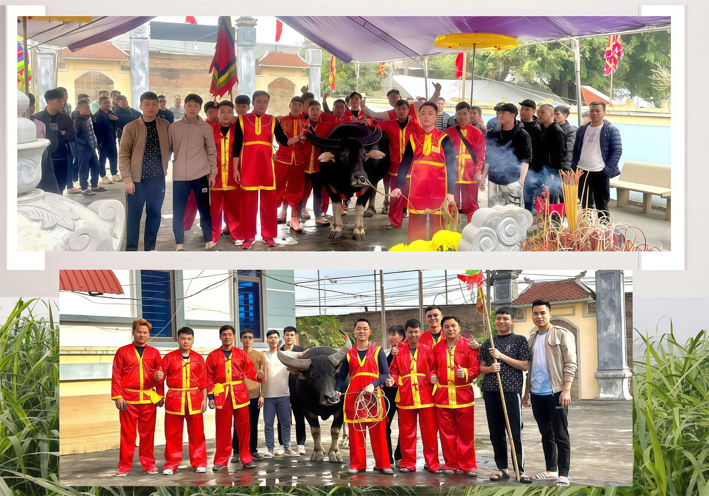 Nghề nuôi trâu chọi ở Hải Lựu