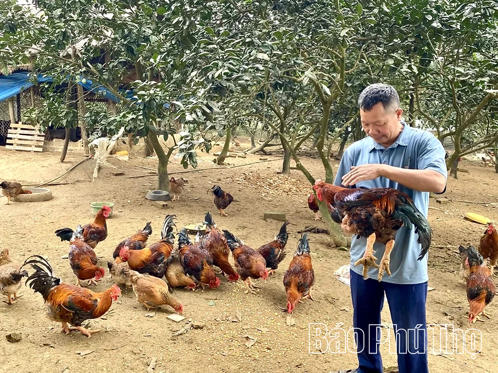 Gà “cầu” - Đặc sản hút khách dịp Tết ở Quảng Yên