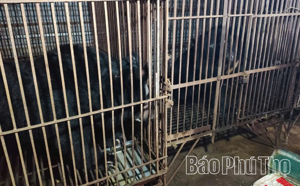 Kiểm lâm Yên Lập tích cực tuyên truyền chuyển giao gấu nuôi