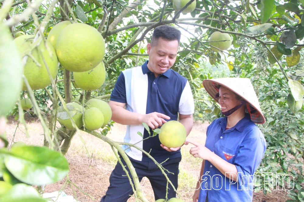Ngọt thơm trái bưởi Vân Đồn
